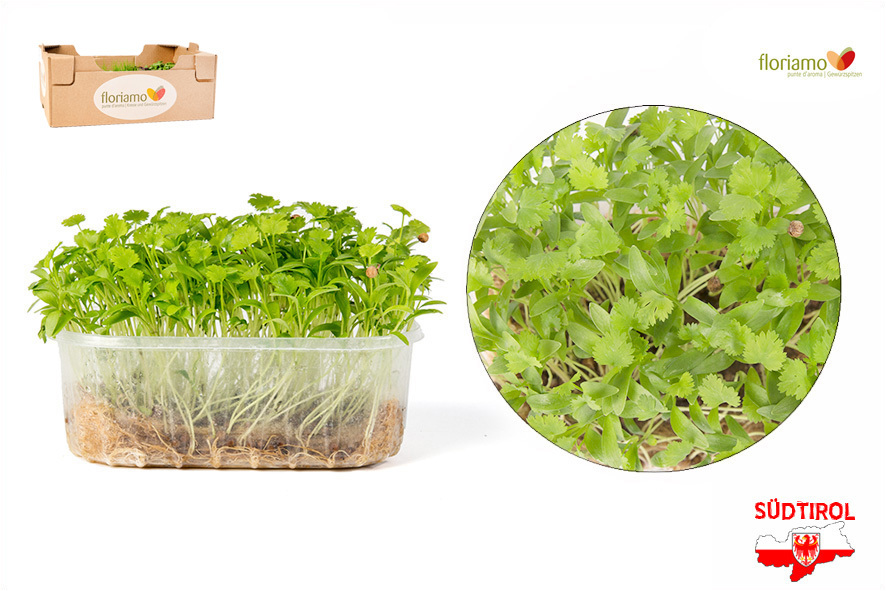 CRESCIONE CORIANDOLO BIO AA