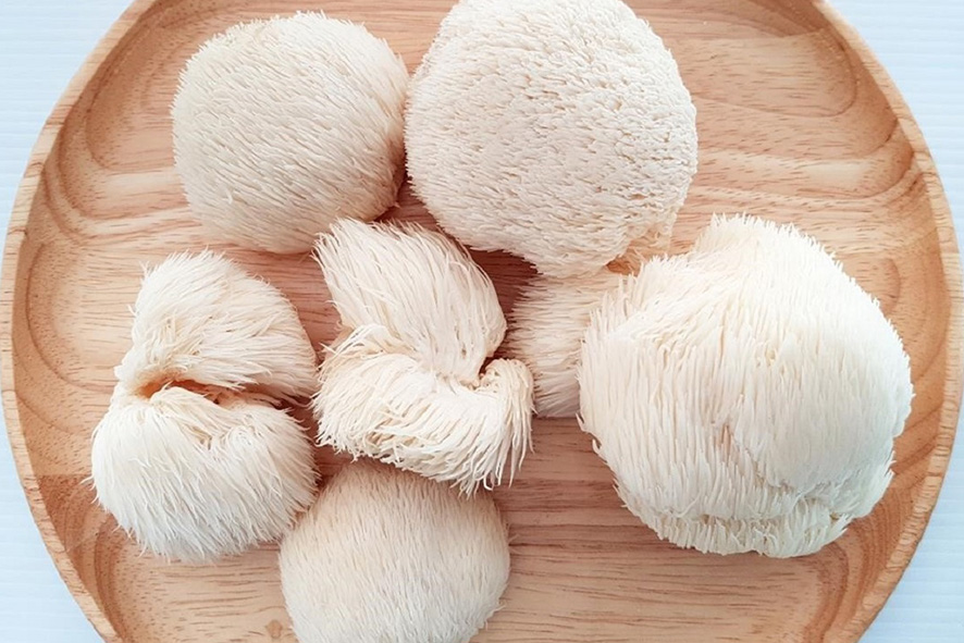 FUNGHI LIONS MANE ALTO ADIGE (BIO)