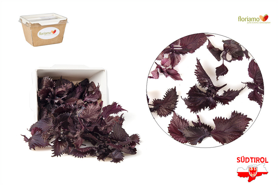 SHISO ROSSO PUNTE AA