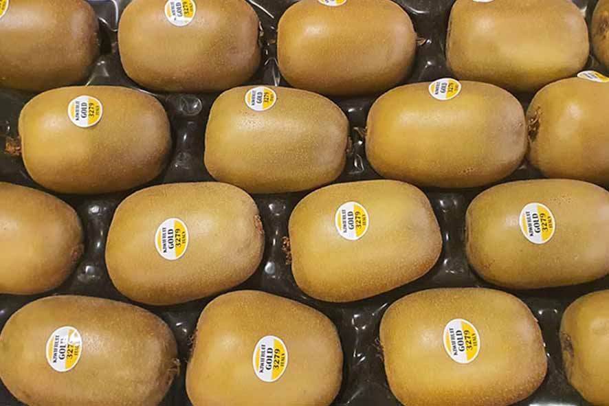 KIWI GOLD KG 3