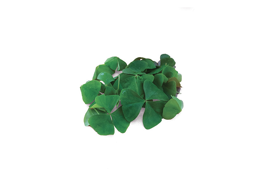 OXALIS (OSSALIDE) VERDE AA