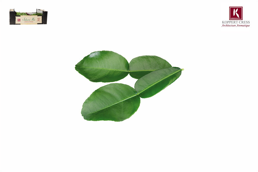 KAFFIR LIME LEAVES