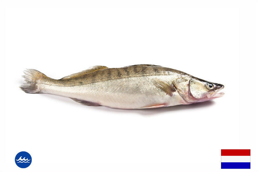 LUCIOPERCA EVISC. WF 1-2 KG(NL)