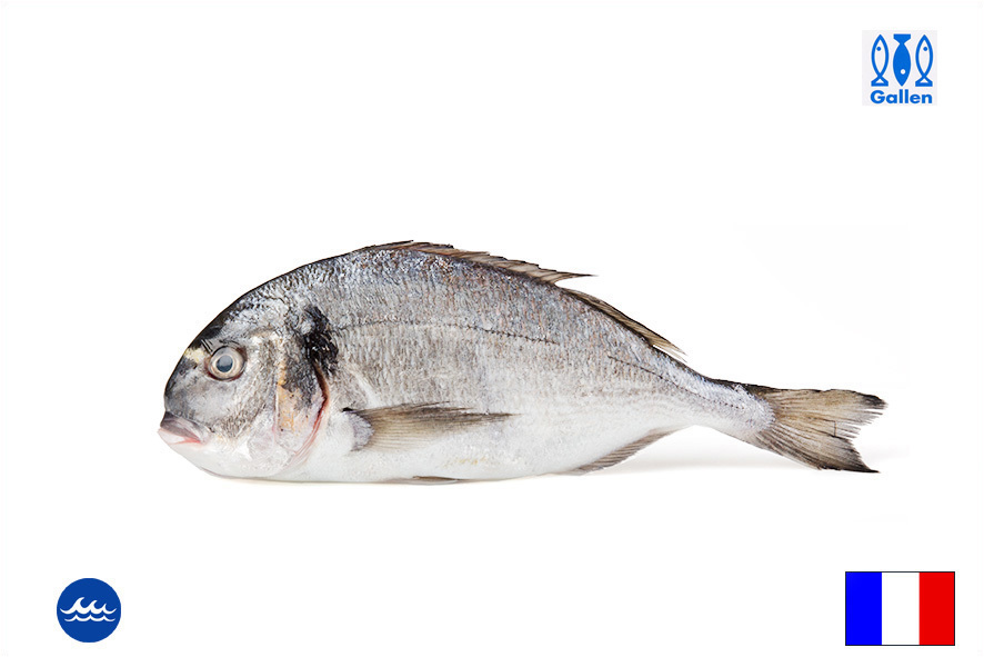 ORATA WF 1-2 KG(F)