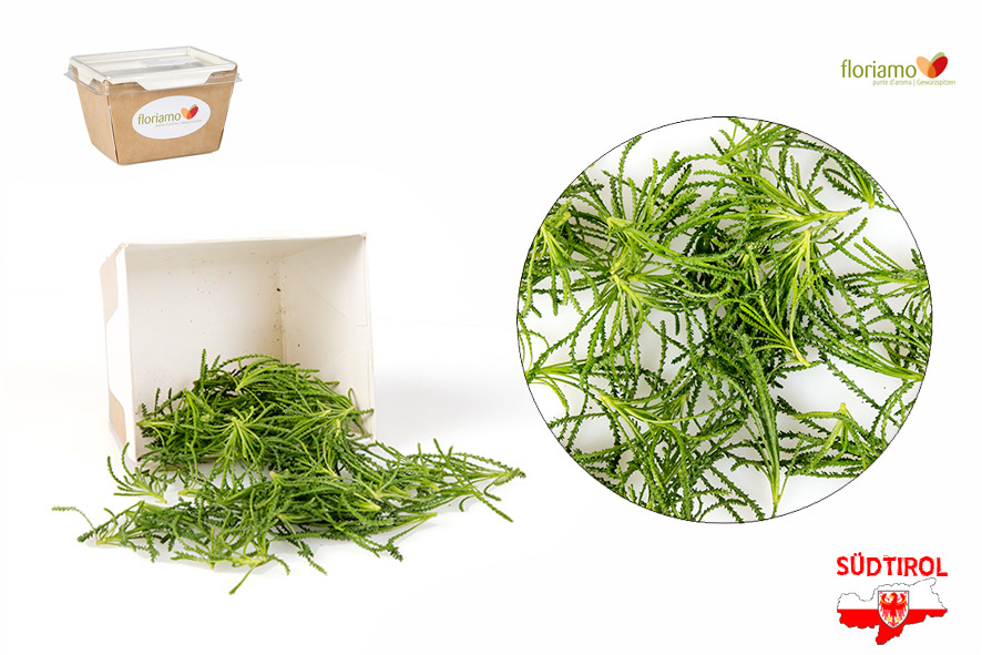 SANTOLINA ALLE OLIVE PUNTE AA