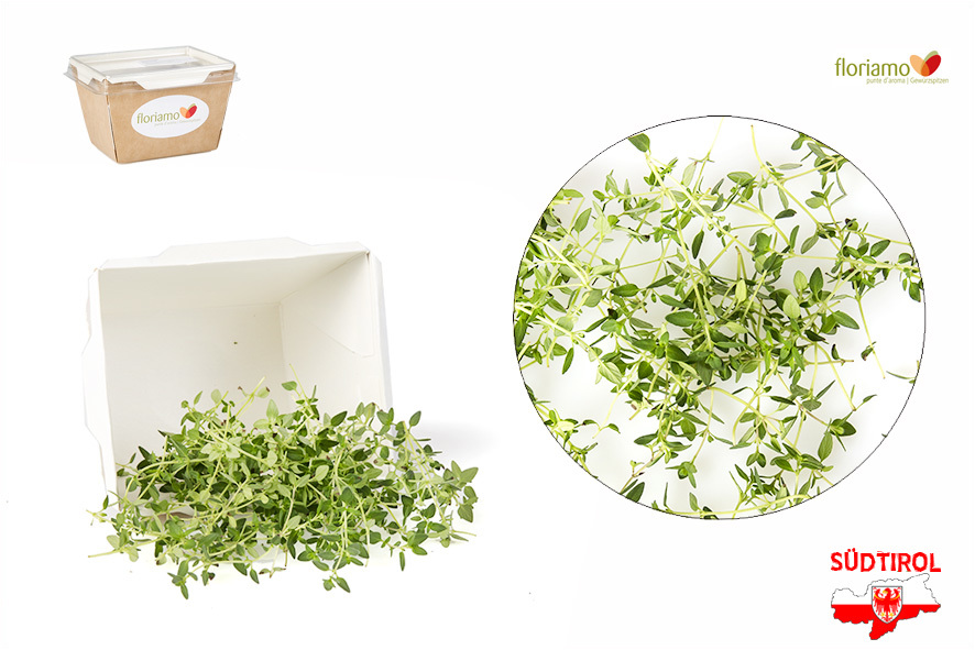 TIMO AL LIMONE PUNTE AA