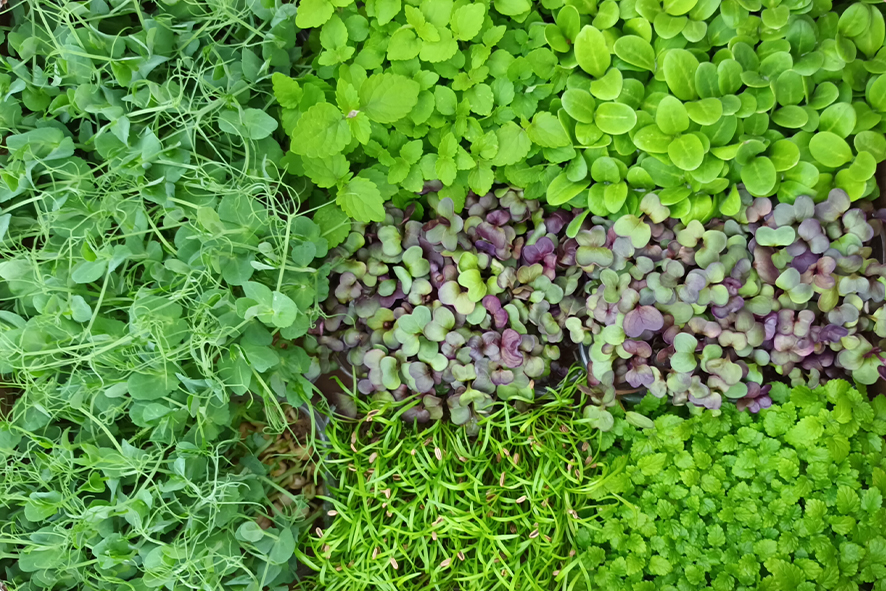 FLORIAMO COLLECTION KRESSE BIO  ST