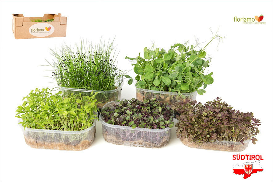 CRESCIONE FINA COLLECTION BIO AA