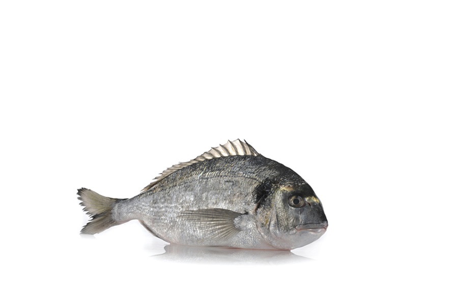 GOLDBRASSE Z 1-1,5 KG(F)