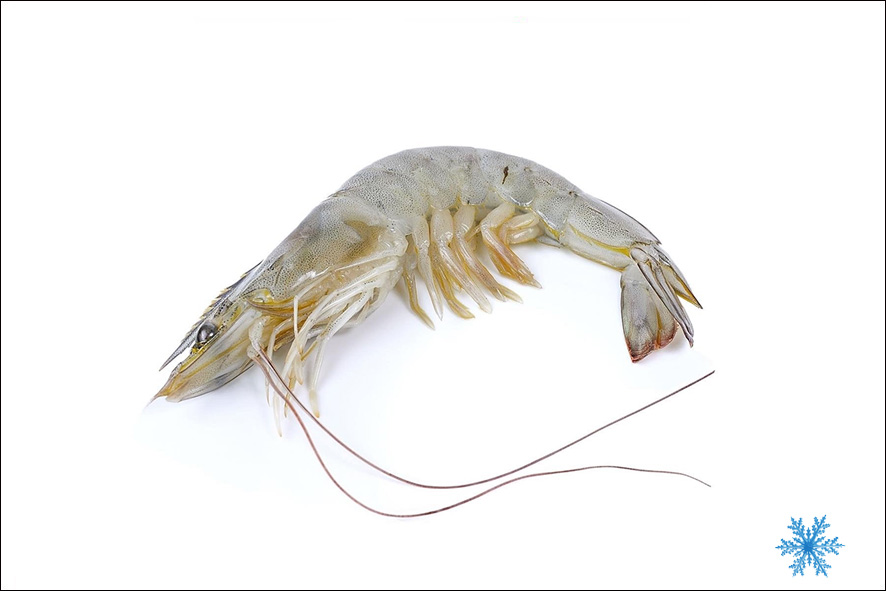 GAMBERO B.MONOCERO -15 PZ/KG SG