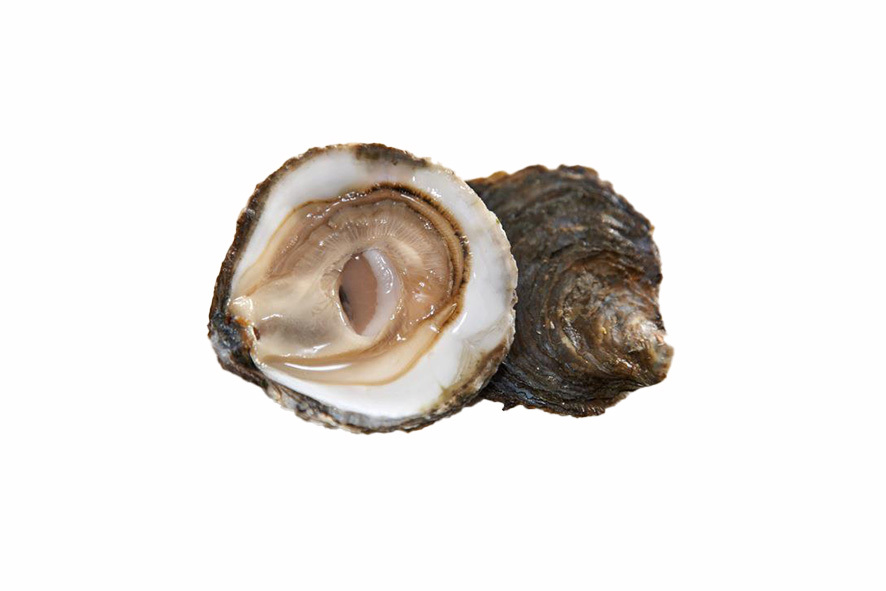 AUSTERN PLATE DE BELON TG