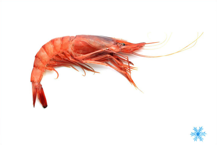 GAMBERO VIOLA I 20-30 PZ/KG SG