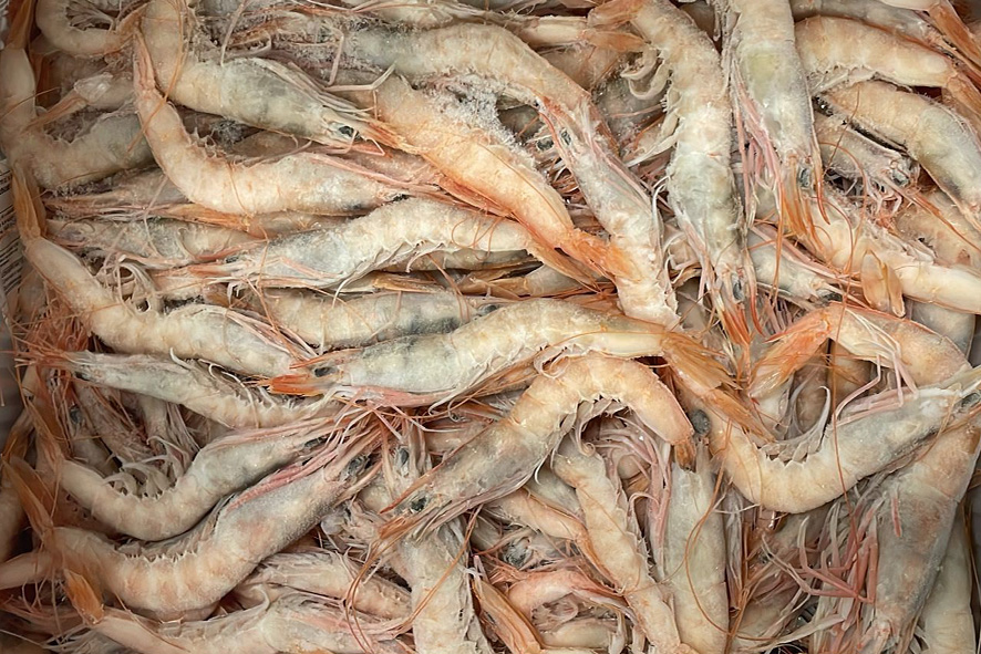 GAMBERO ROSA PUGLIA SG