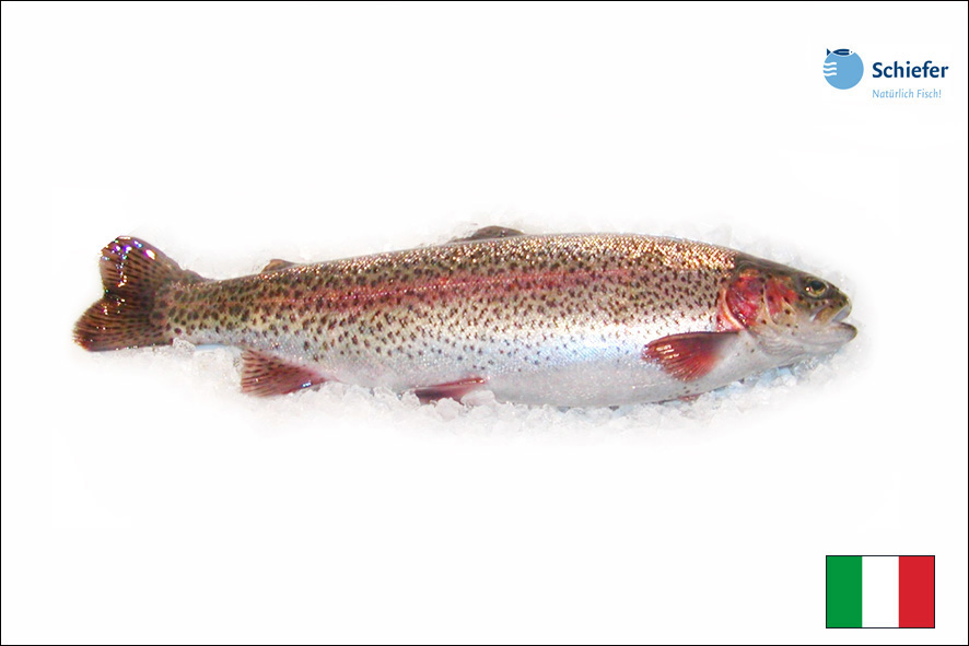 TROTA SALMONATA EVISC. 0,8 KG AA