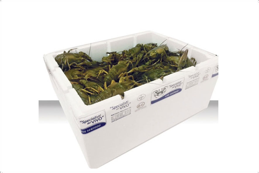 FLUSSKREBSE TUERKEI WF 25-50 GR