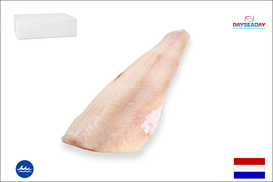 LUCIOPERCA FIL.C/P WF 300-500 GR(NL