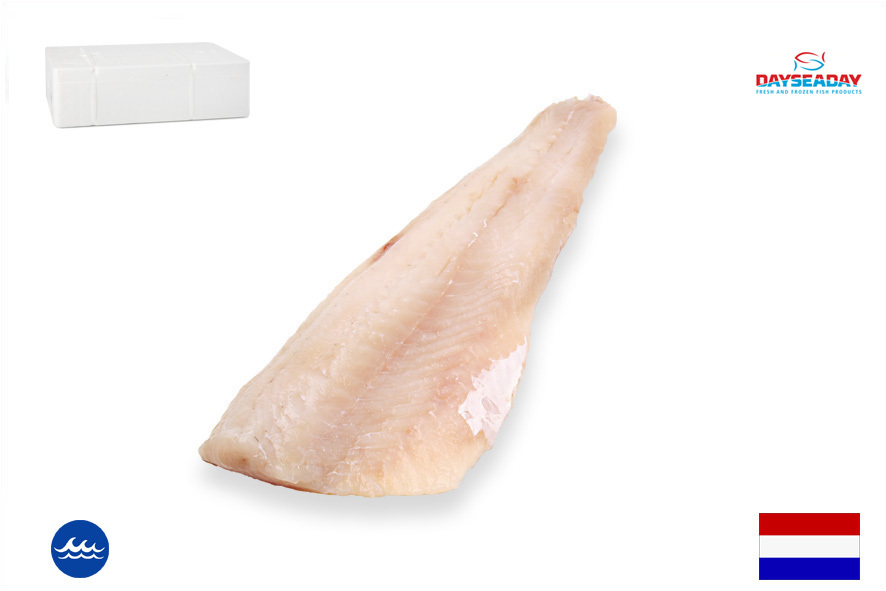 LUCIOPERCA FIL.C/P WF 300-500 GR(NL