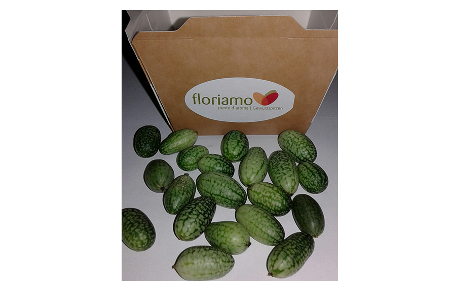 CETRIOLO MESSICANO PEPITO AA