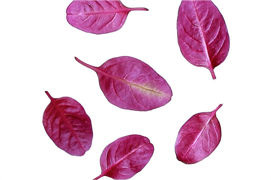MICRO AMARANTH ROT