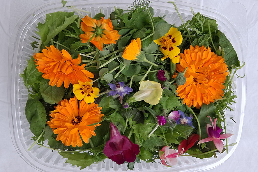 FIORSALATA (WILDKRAEUTER) ST