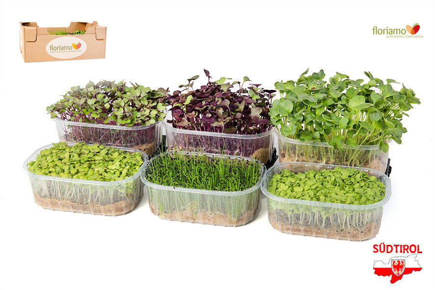 CRESCIONE SAVORY COLLECTION BIO AA