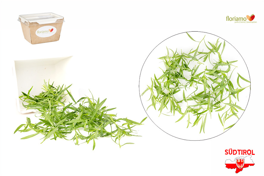 DRAGONCELLO PUNTE AA