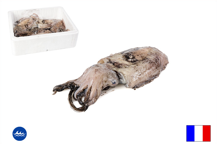 TINTENFISCH M/TINTE WF 500-1000 GR(F)