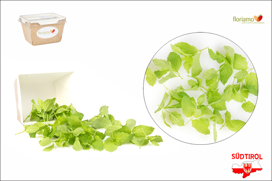 MINZE MOJITO SPITZEN ST