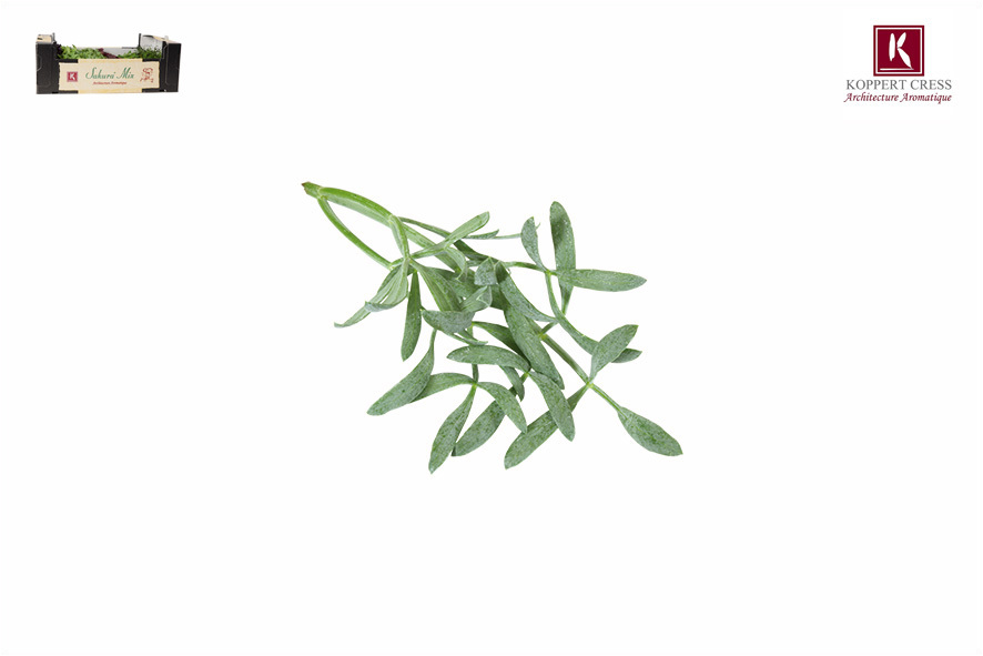 SEA FENNEL