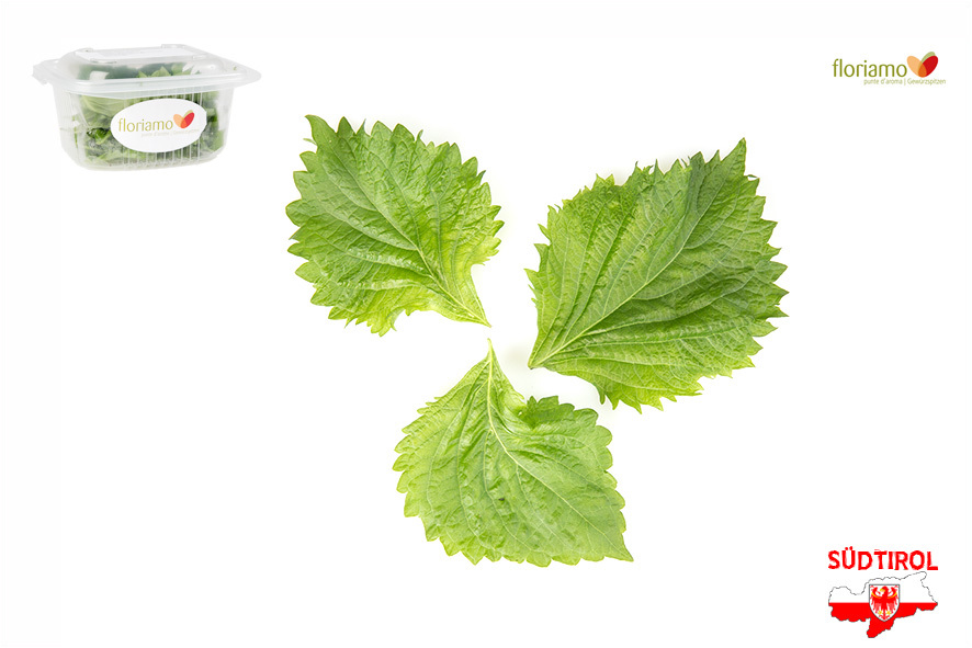 SHISO FOGLIA VERDE AA