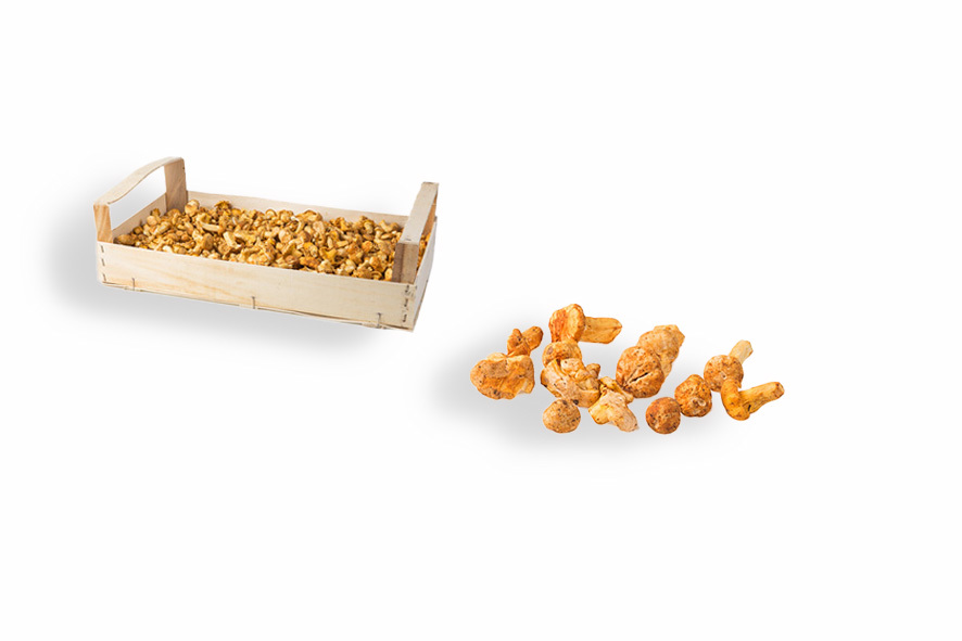 PFIFFERLINGE FRESCHI MITTEL