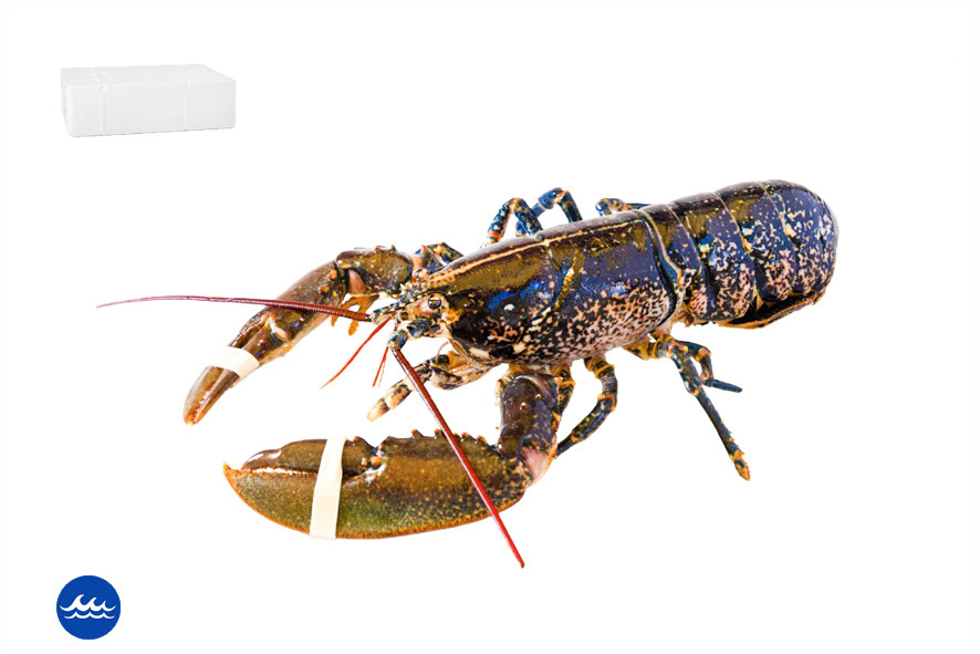 ASTICE WF 450-550 GR CANADA