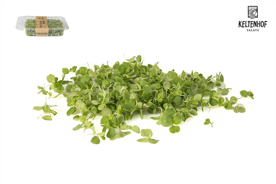 MICRO FELDSALAT