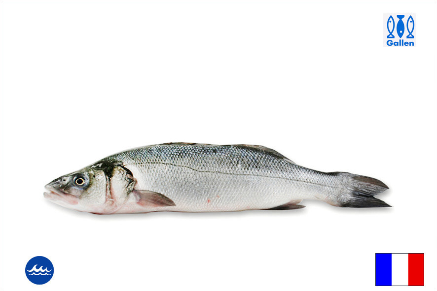 WOLFSBARSCH WF 3-4 KG GEANGELT(F)