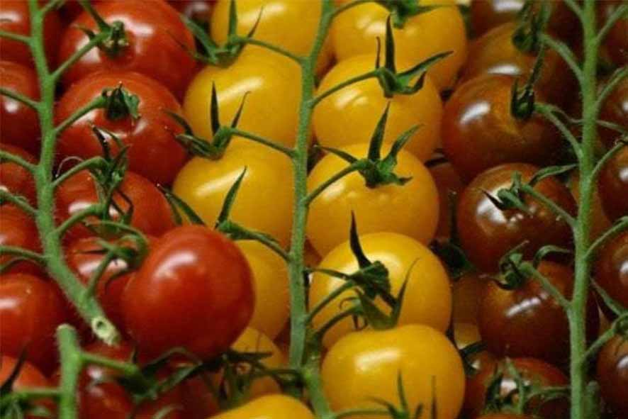 POMODORINI ASSORTITI (I)