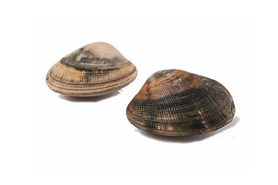 VONGOLE VERACI GROSSE SOTTOVUOTO WF