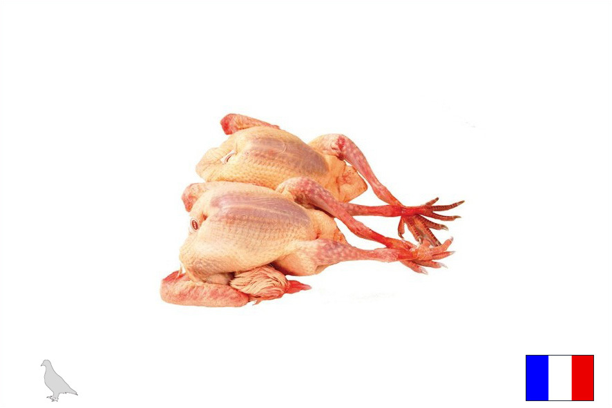 TAUBEN 500-550 GR(F)