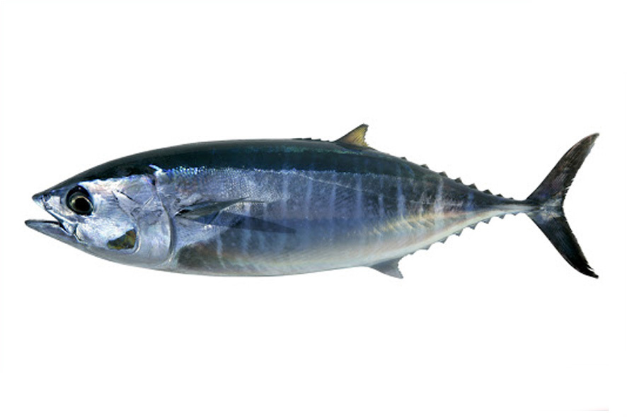 THUNFISCH ROT GANZ WF 20-30 KG