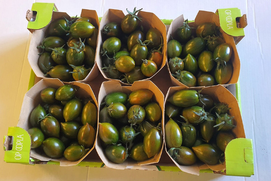 POMODORINI TIGRATI (I)