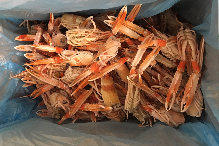 SCAMPI TESTE CON CHELE  SG