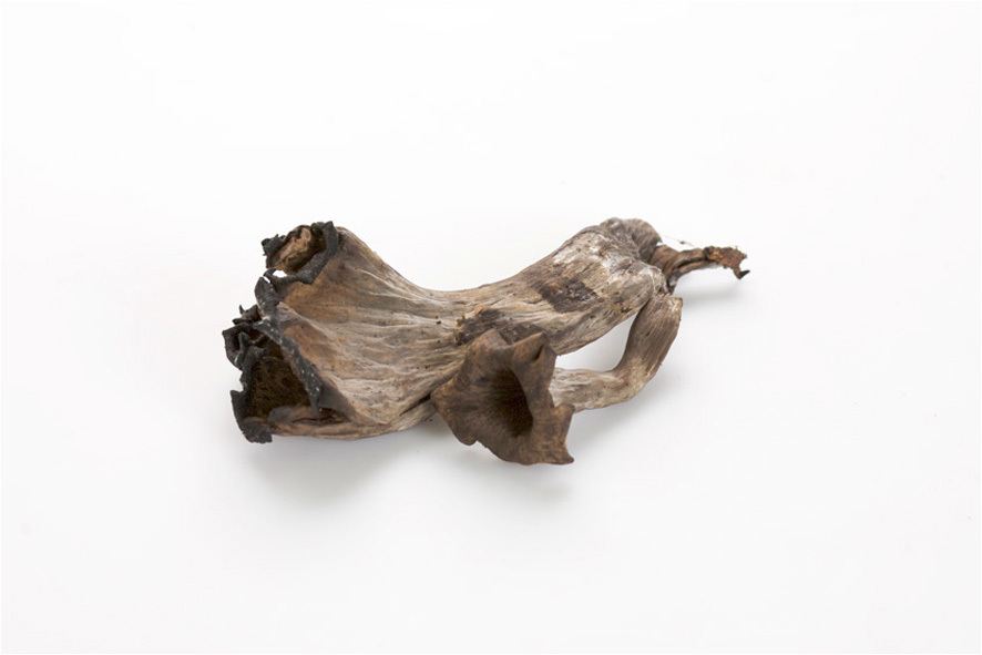 TROMBETTE DEI MORTI (NERE)