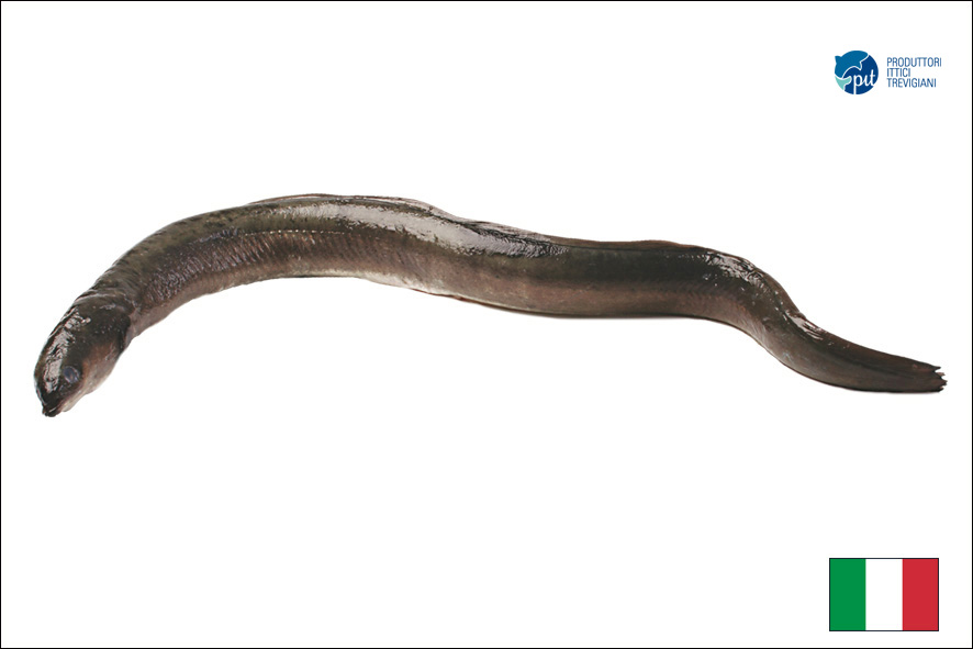 AAL FRISCH 500-1000 GR AUSGE.