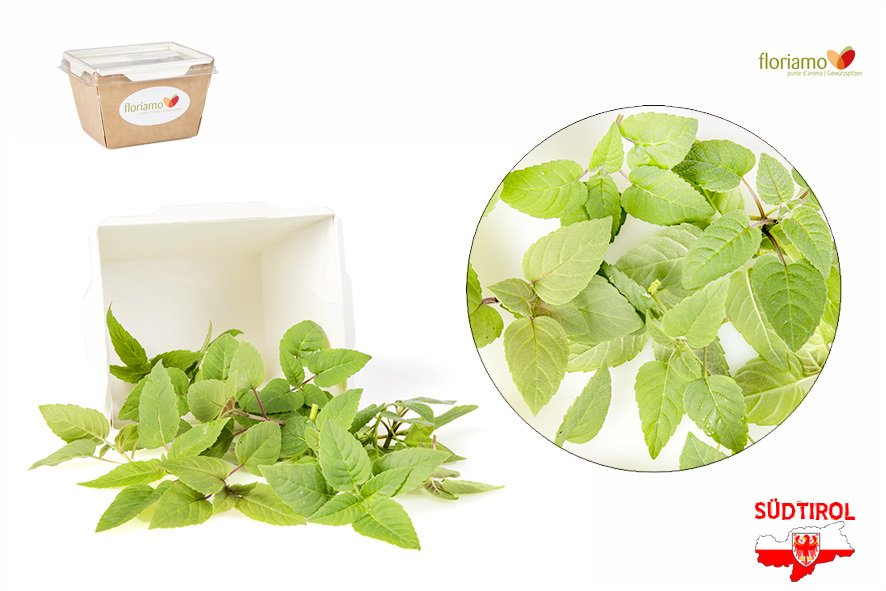 GOLDMELISSE (INDIANERNESSEL) SPITZEN ST