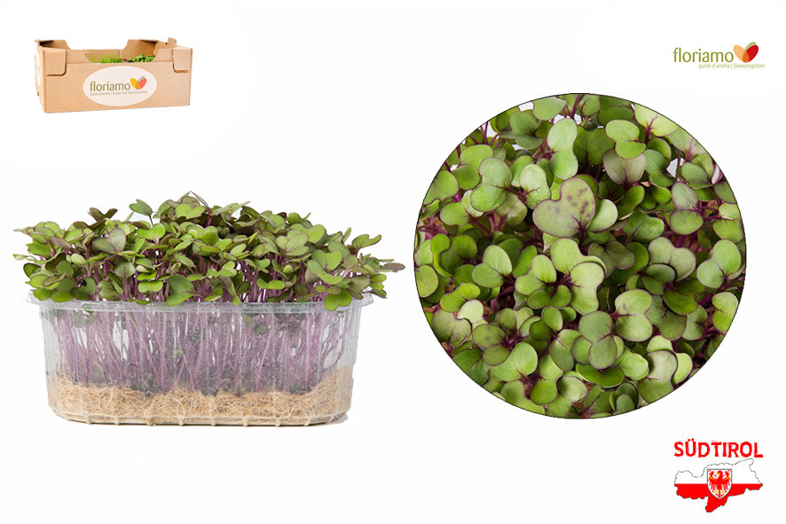 CRESCIONE CAVOLO ROSSO BIO AA