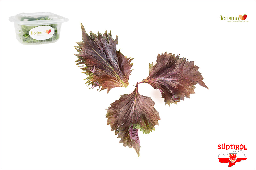 SHISO FOGLIA ROSSO AA