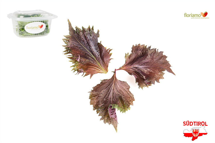 SHISO FOGLIA ROSSO AA