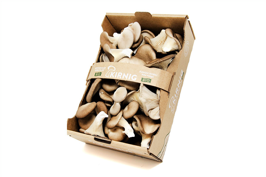 PLEUROTUS OSTRICA BIO ALTO ADIGE