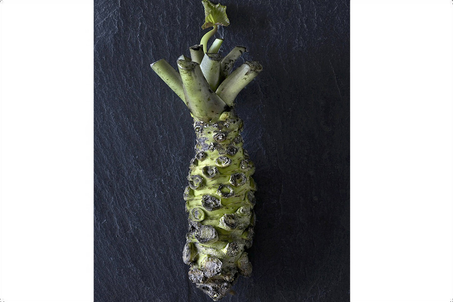 WASABI WURZEL