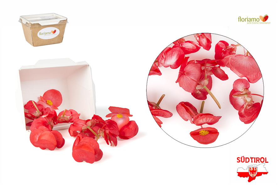 FIORI DI BEGONIA AA