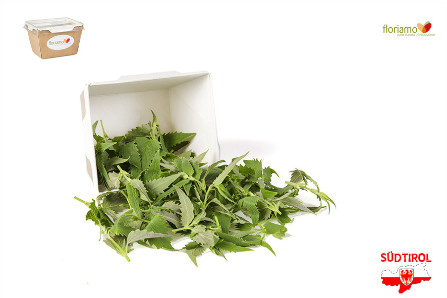 ANICE MENTA MESSICANA PUNTE AA